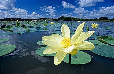 《尼尔》手游联动《龙背上的骑兵3》 女主角Zero上线